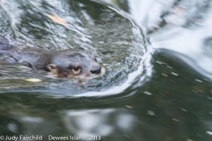 river otters are powerful and fluid swimmers